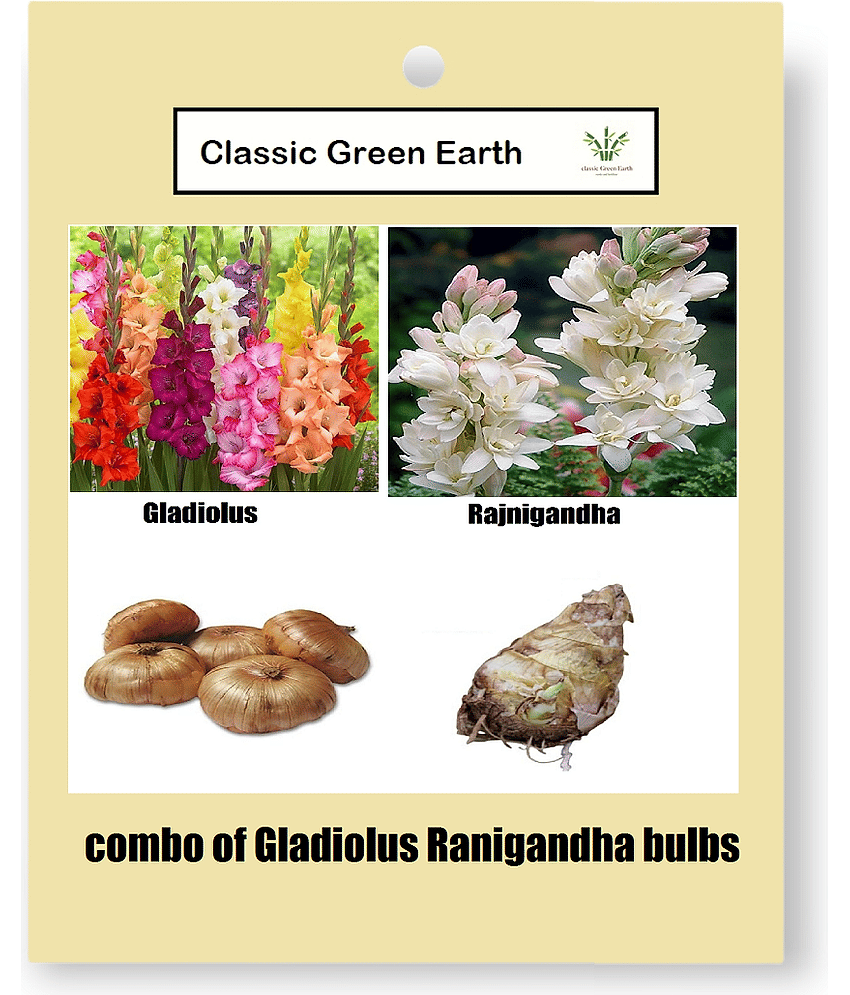 CLASSIC GREEN EARTH - Flower Seeds ( rangandha and gladiolus bulbs 4 )