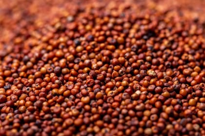 Ragi / Finger Millet