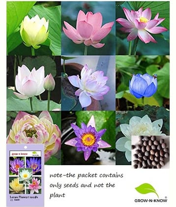 grow n know Lotus Flower ( 17 Seeds )