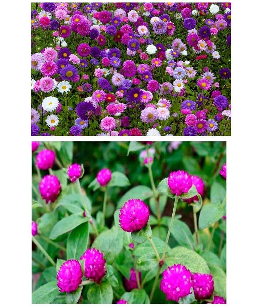 Aster Flower and Gomphrena flower Combo pack of best Quality Premium Seeds for home, garden, plants, balcony, kitchen & Farm House by Amazonite Enterprises