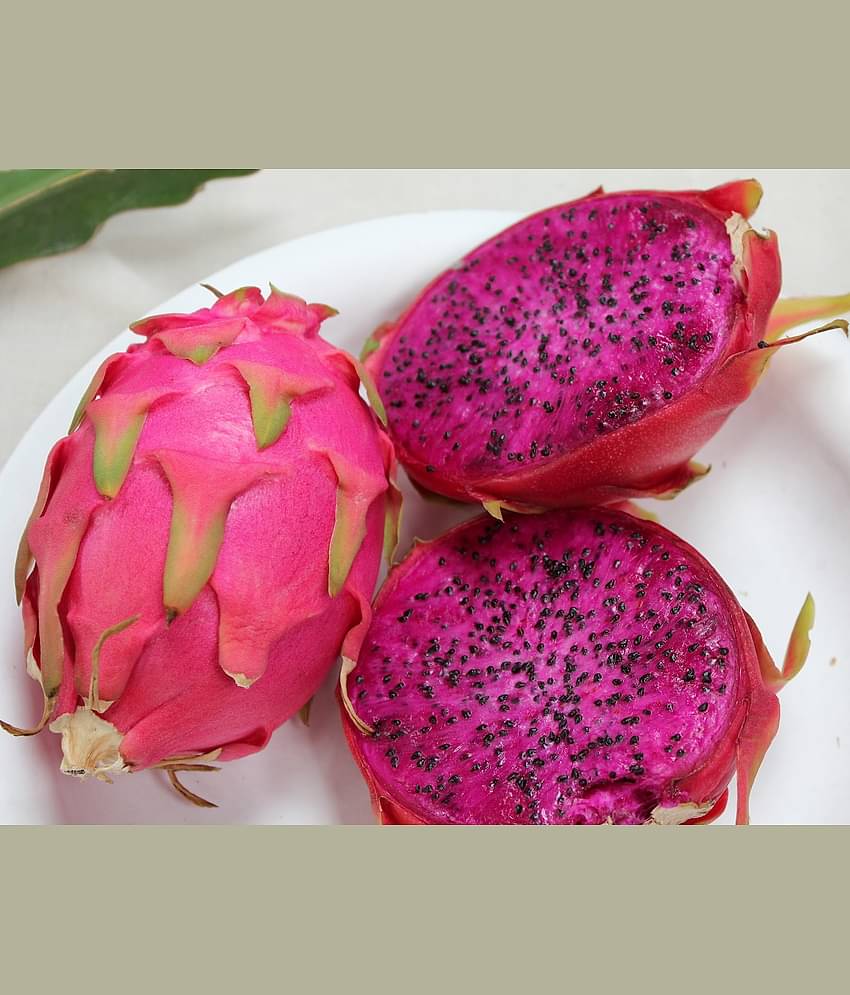 Live Dragon Fruit Plant – Edible   Cactus Fruit for Home & Garden  Dragon Fruit Cactus Plant – Fast-Growing, Fruit-Bearing
