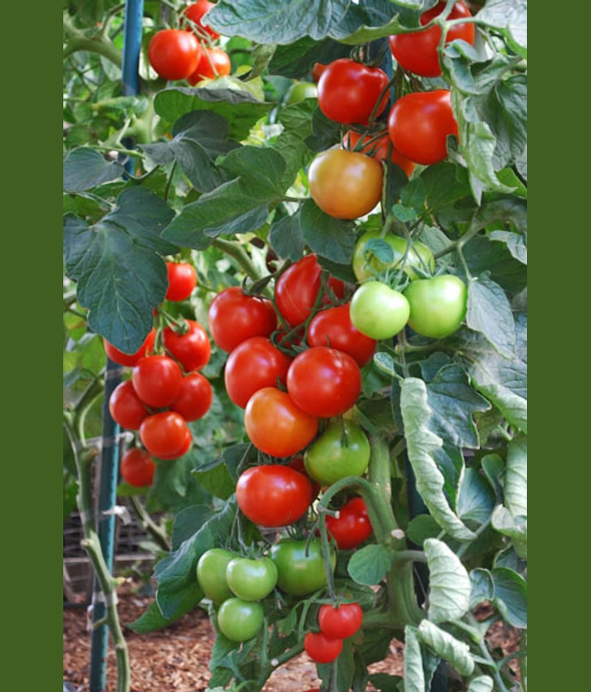 Tomatoes Seeds (Pack of 50 seeds)