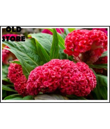 COCKS COMB FLOWER 30 SEEDS WITH FREE COCOPEAT COMBO PACK AND USER MANAUL FOR GARDENING USE