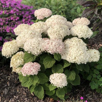 Hydrengea Flowers Plant-White Colour