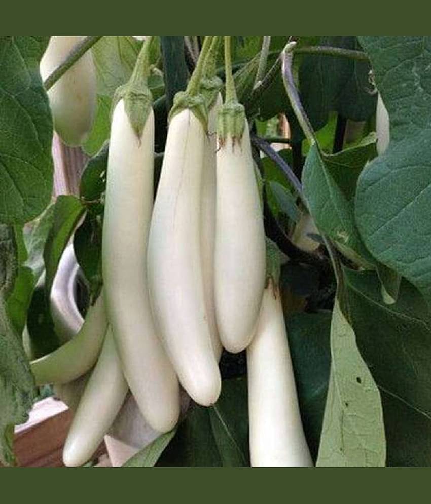 brinjal seeds The plant can be grown in a container as well as in the ground.