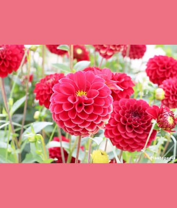 HN organic seed - Dahlia Mixed Flower ( 25 Seeds )
