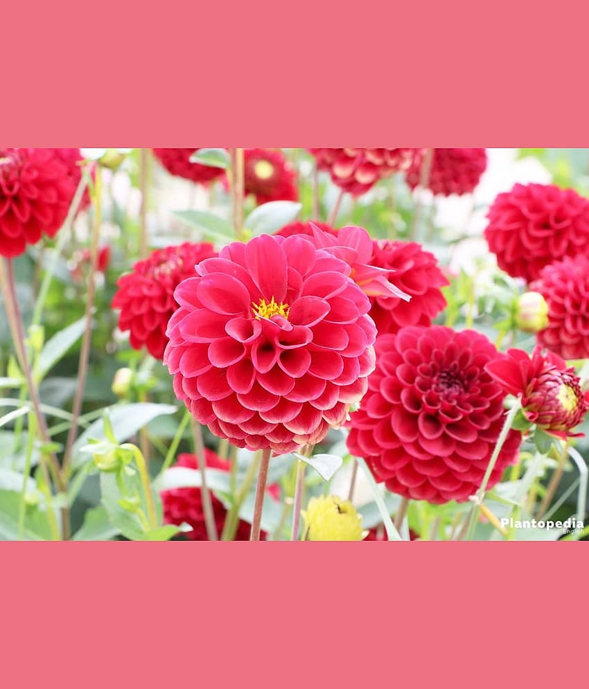 HN organic seed - Dahlia Mixed Flower ( 25 Seeds )
