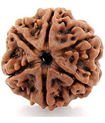 PAYSTORE Rudraksha Pack of 1