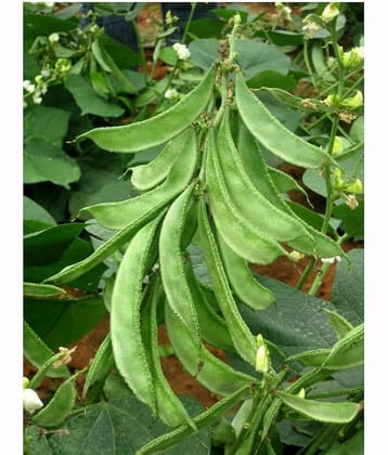 Lablab Seeds F1 Hybrid Creeper Seeds Beans (Pack of 30 Seeds)