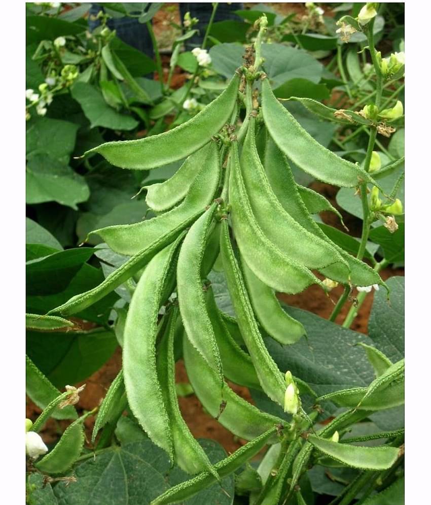 Lablab Seeds F1 Hybrid Creeper Seeds Beans (Pack of 30 Seeds)