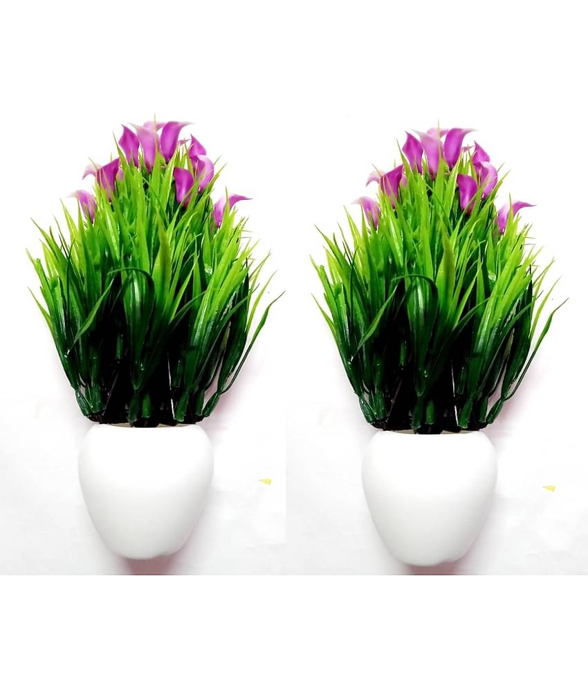 Green plant indoor Wild Flower Blue Flowers With Pot - Pack of 2