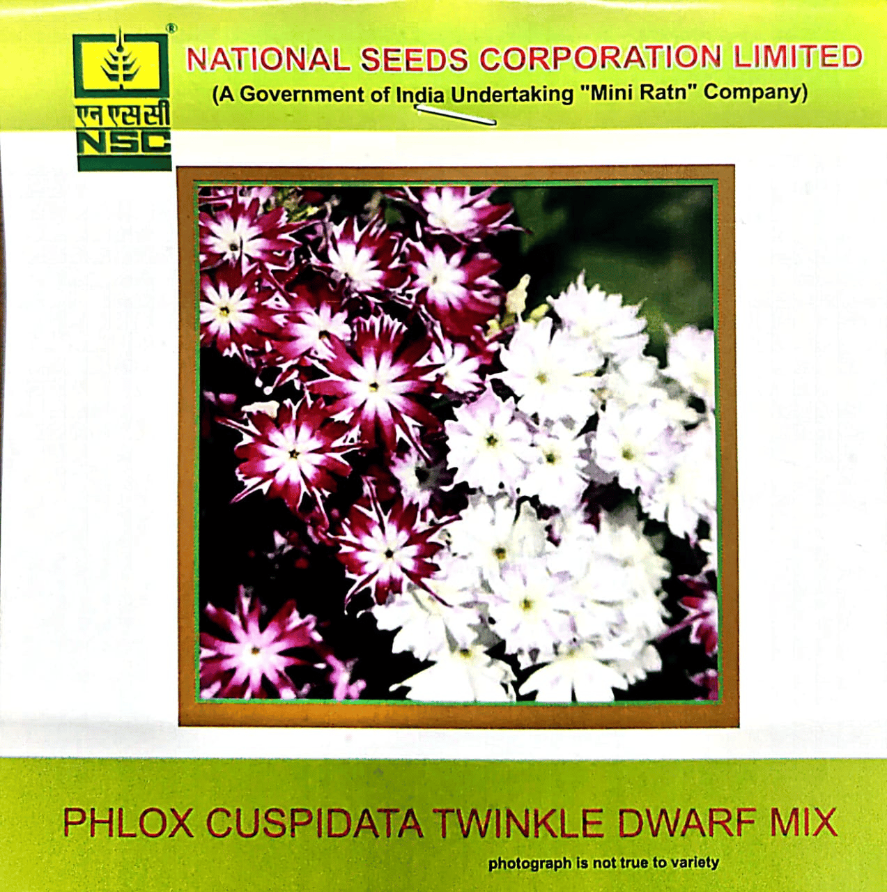NSC Phlox Cuspidata Twinkle Dwarf Mixed Flower Seed