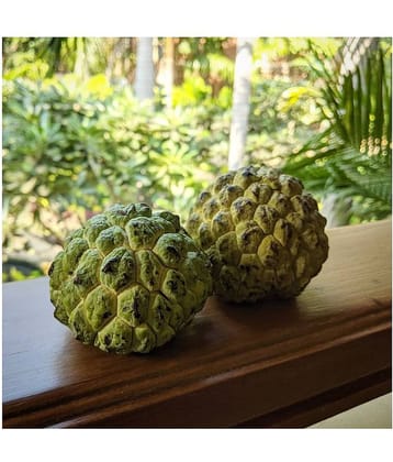 FLARE SEEDS Custard Apple Hybrid Seeds High Germinated 15 Seeds