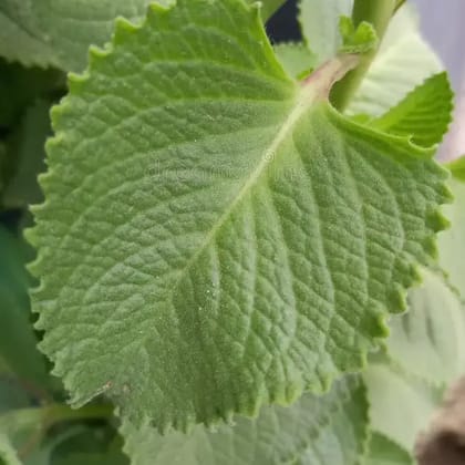 Maxican Mint Wine 750 ml