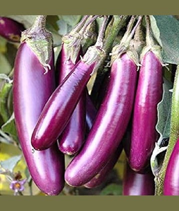 Brinjal Purple Long F-1 Hybrid Seeds for High Germination Vegetables Seeds - Pack of 50