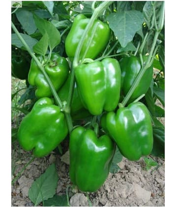 Green Capsicum Seeds For Kithen Garden