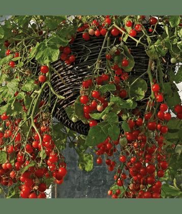 Vedhahi Organic Red Cherry Tomato Vegetable ( 70 Seeds )