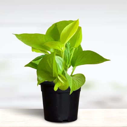 Greenkin Golden Money Plant with Pot | NASA Recommended Air Purifying Plant