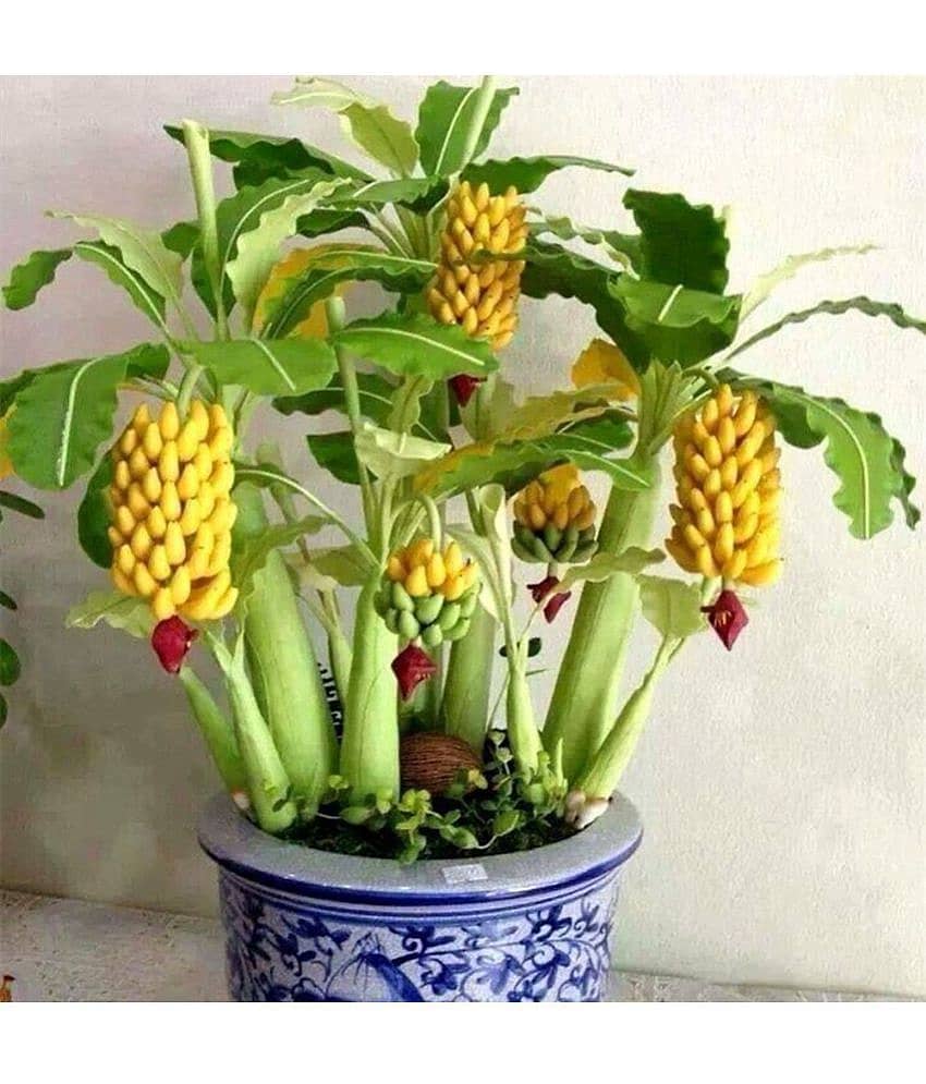 Dwarf Banana Tree Seeds Mini Plant Exotic Rare Fruits 25 seeds/Packet (Instruction Manual Inside)