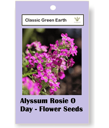 CLASSIC GREEN EARTH - Flower Seeds ( Alyssum Rosie O Day - Flower 50 Seeds )