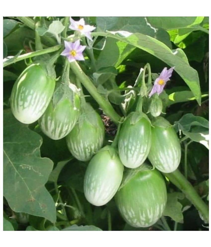 R-DRoz Green Eggplant Brinjal Vegetables Super Quality Seeds - Pack of 50 Seeds F1 Hybrid