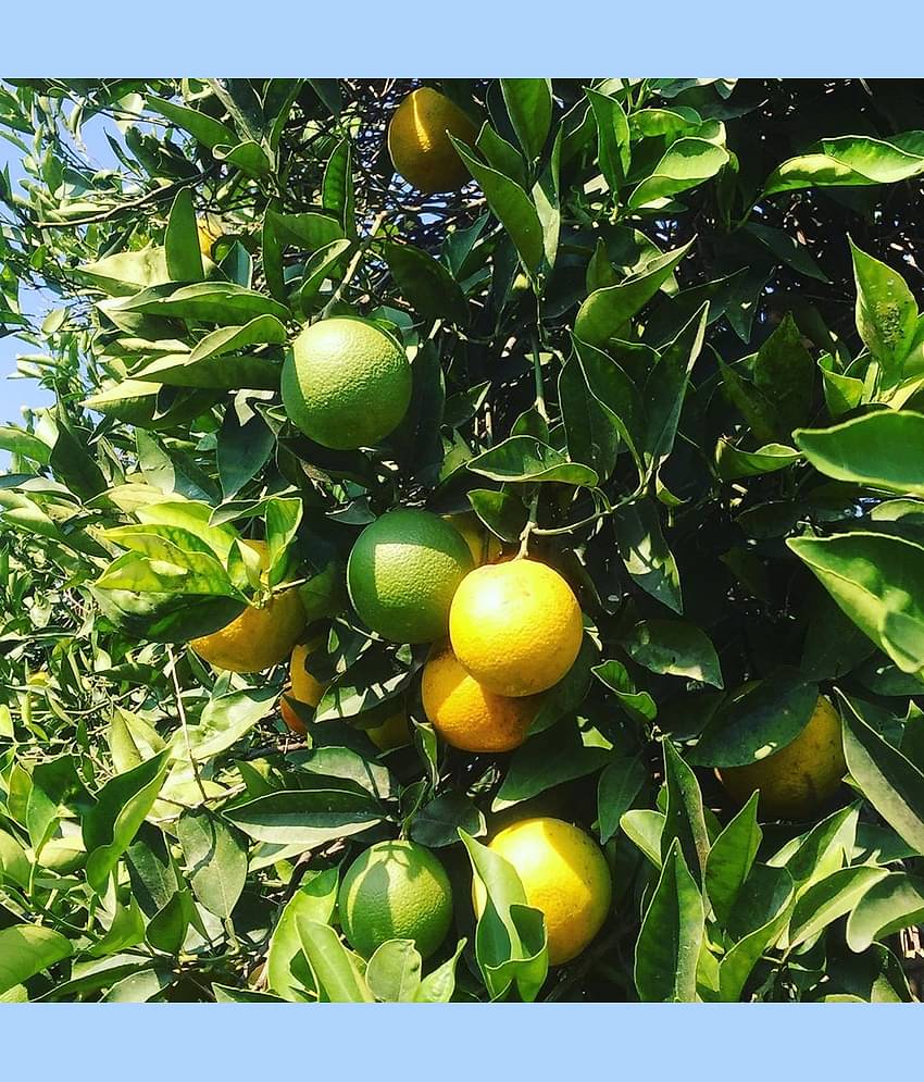 Lemon Fruit Seeds - 20 Seeds Pack