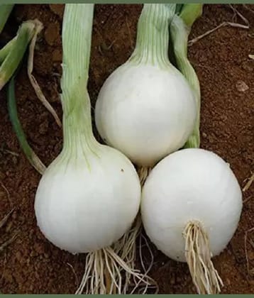 LiveNature White Pyaaj Seeds | White Onion Vegetable Plant Seeds | Best For Home Garden & Terrace – Pack of 100 Seeds