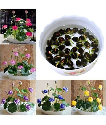 Lotus Flower Seeds - 20 seed - Pink & White Colors Seeds For Home Garden - 20 Seeds + Instruction Manual