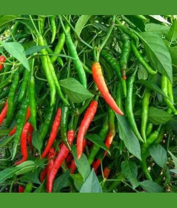 Trothic Gardens Green/RED Chilli Country Seeds (50 Seeds Pack)