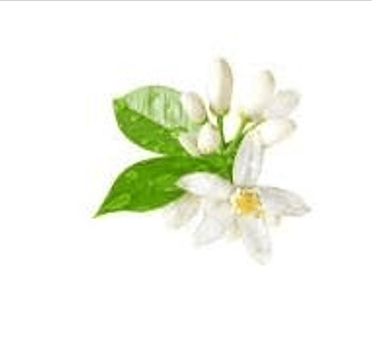 Neroli Floral Hydrosol