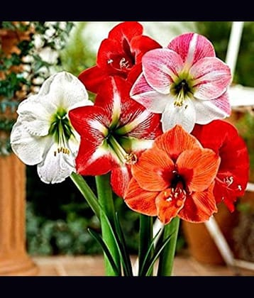 LiveNature Amaryllis Lily Flower Bulbs | Multicolor Flower Bulbs | Best for Home Garden & Terrace – Pack of 3 Bulbs