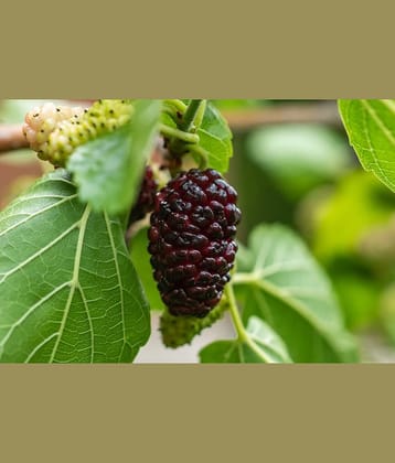 CLASSIC GREEN EARTH - Mulberry Fruit ( 100 Seeds )