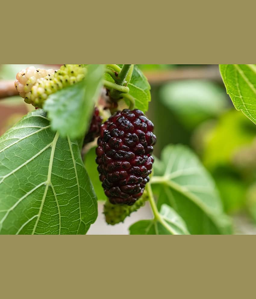 CLASSIC GREEN EARTH - Mulberry Fruit ( 100 Seeds )