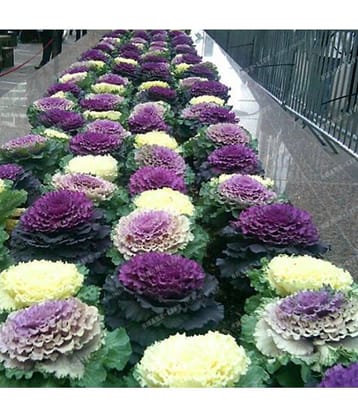 Flower Seeds : Ornamental Kale Viola Mixed Seed Planting Seeds (Gardening Seeds) Garden Plant Seeds By OhhSome