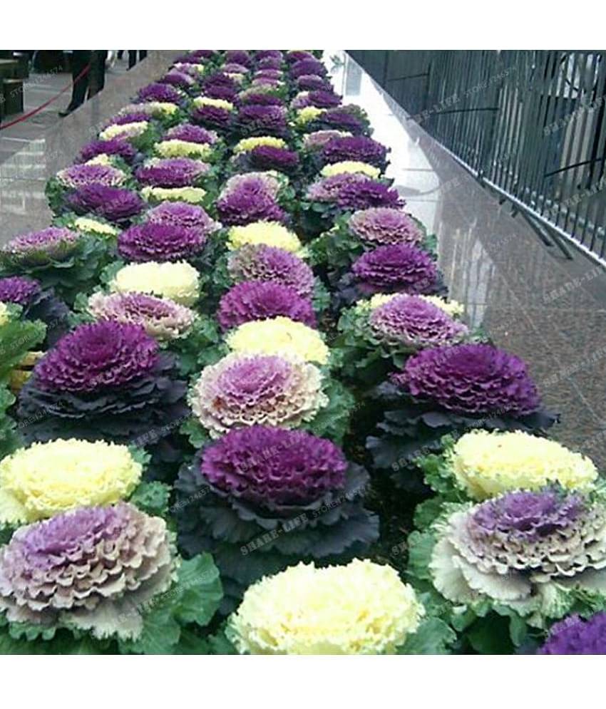 Flower Seeds : Ornamental Kale Viola Mixed Seed Planting Seeds (Gardening Seeds) Garden Plant Seeds By OhhSome