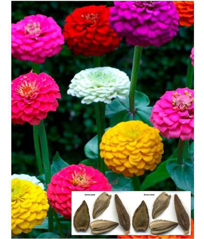 STOREFLIX Zinnia Mix Flower 500 gram seeds PACK WITH 500 gram cocopeat MANUAL