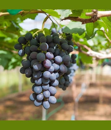 homeagro - Black Grape Fruit ( 20 Seeds )