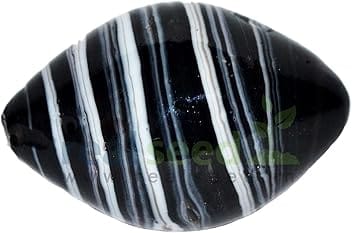 REAL SEED Shaligram Shala Sarvottam Laxmi - 26 MM (1 Piece)