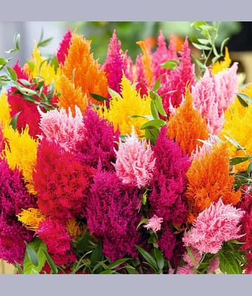 Celosia Multicolor Flower Seeds Pack Of 30 | Indoor And Outdoor | for Planting in Home Kitchen Terrace Balcony Gardening