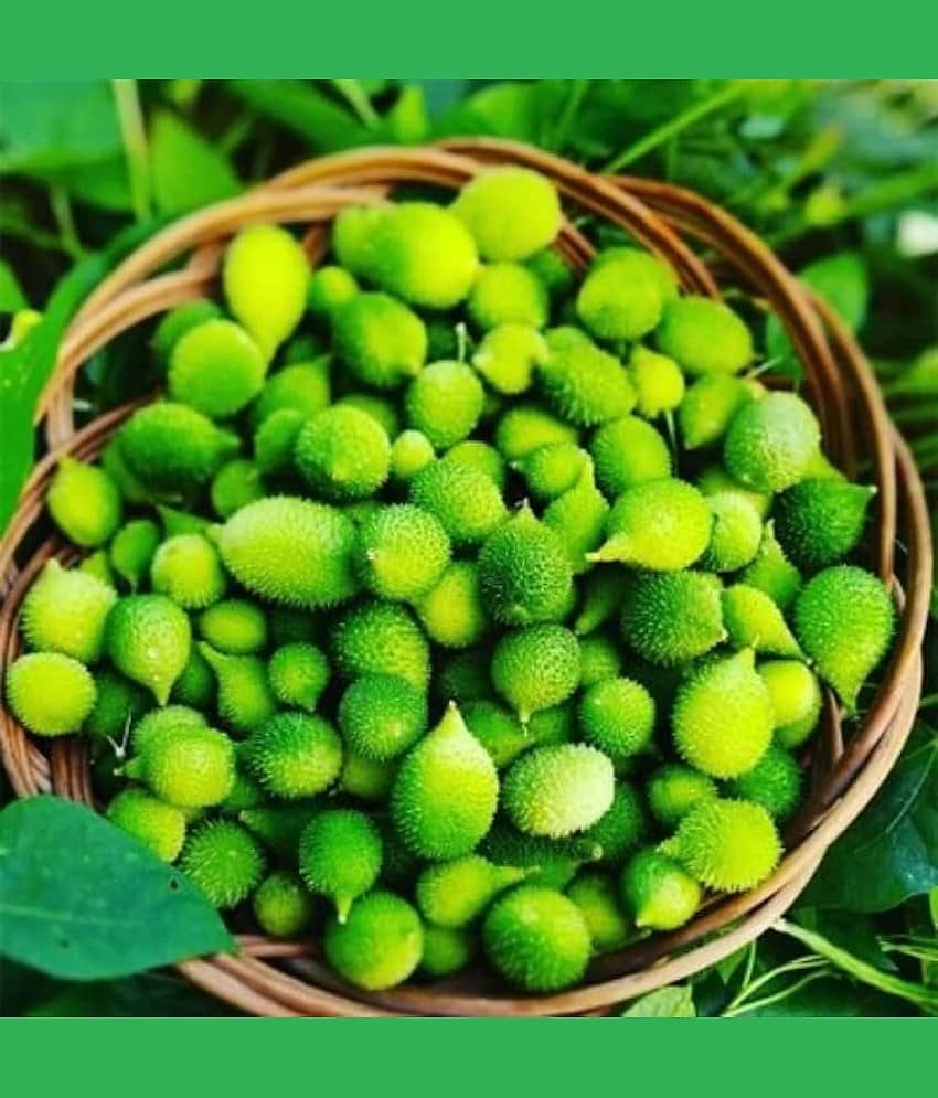 Jignisha Seeds Organic Kankoda Vegetable ( 20 Seeds )