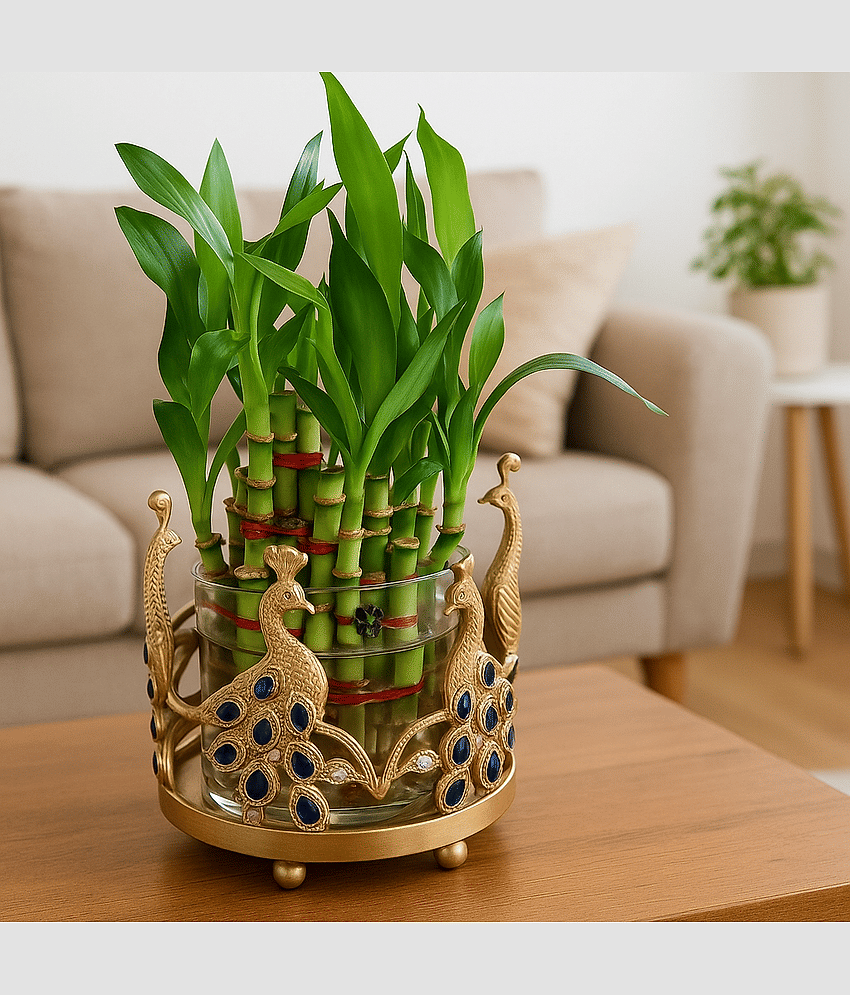 R.R.V. International Indoor Bamboo Plant ( Pack of 1 )