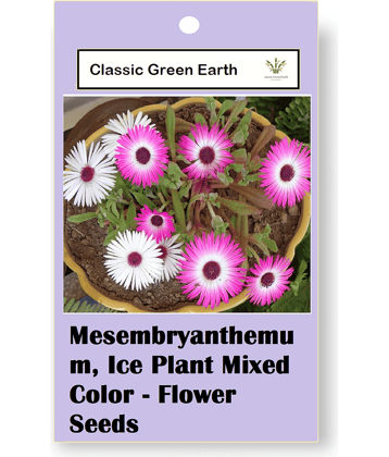 CLASSIC GREEN EARTH - Flower Seeds ( Ice Plant Mixed Color Flower 50 Seeds )