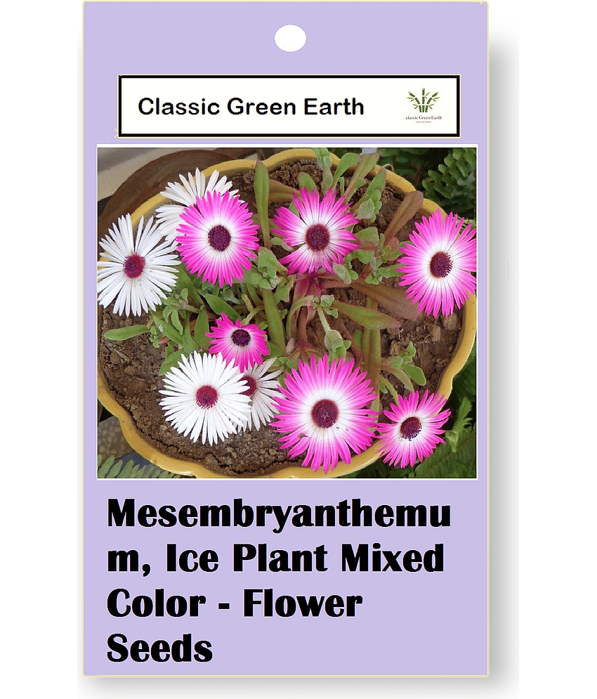 CLASSIC GREEN EARTH - Flower Seeds ( Ice Plant Mixed Color Flower 50 Seeds )