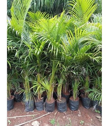 ARECA PALM GREEN INDOOR SUITABLE FANCY TREE 20+ SEEDS PACK WITH FREE POTTING SOIL AND USER MANUAL