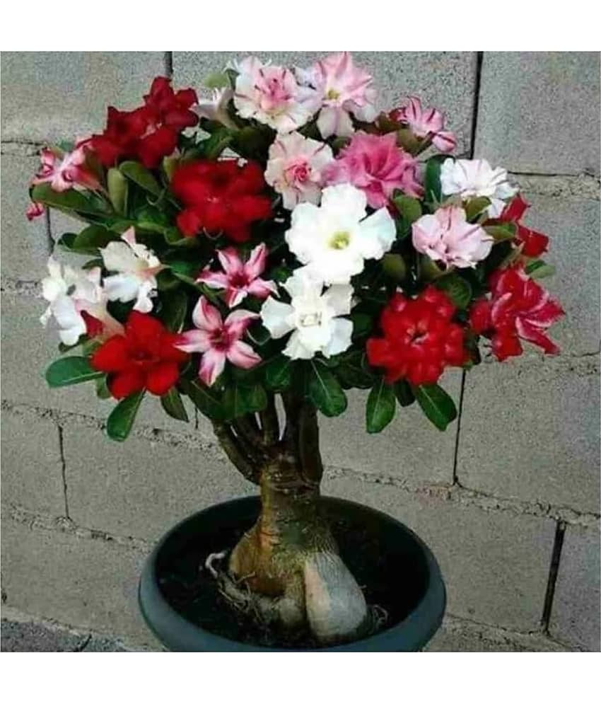 Cloud Farm Outdoor Flower Plant ( Pack of 1 )