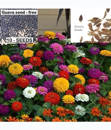 homeagro - Zinnia Mixed Flower ( 25 Seeds )