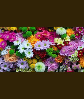 HN organic seed - Chrysanthemum Flower ( 50 Seeds )