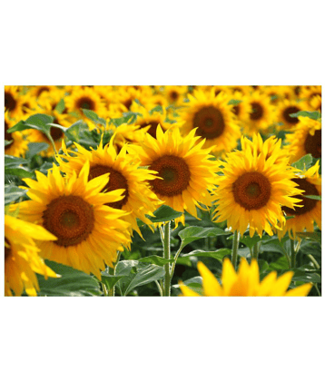 Organics Sunflower High Germinated Hybrid Seeds