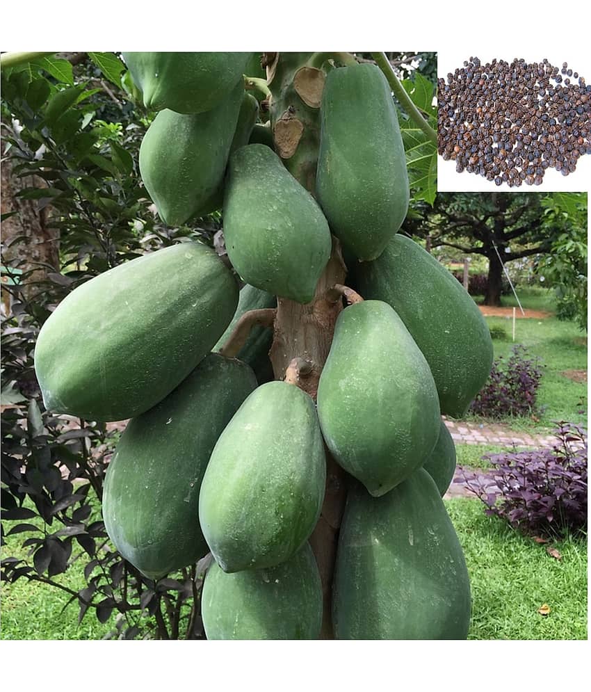 DECORPLIX Papaya Fruit ( 60 Seeds )