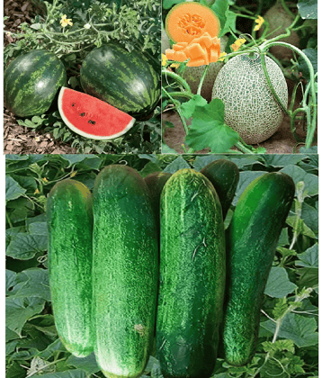 CLASSIC GREEN EARTH - Mixed Fruit ( 50 Seeds )